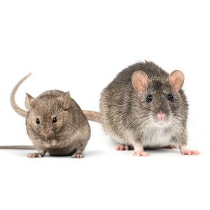 Ratten & Mäuse